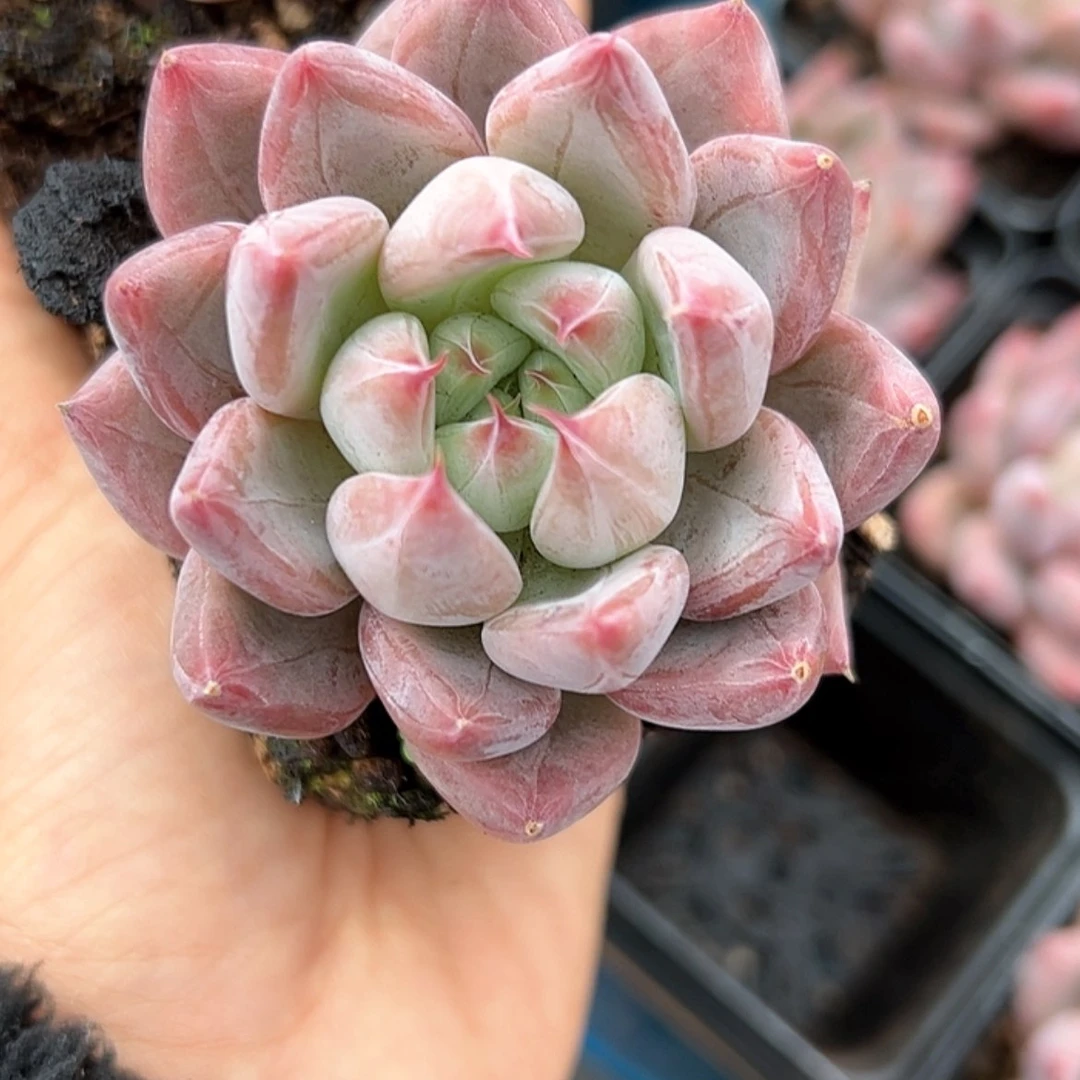 【闪购商品】婚戒 多肉