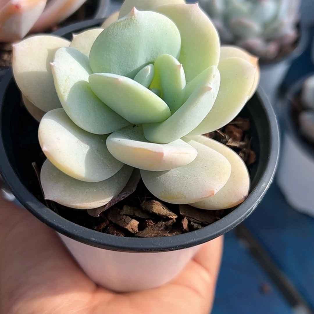 【闪购商品】抹茶 多肉