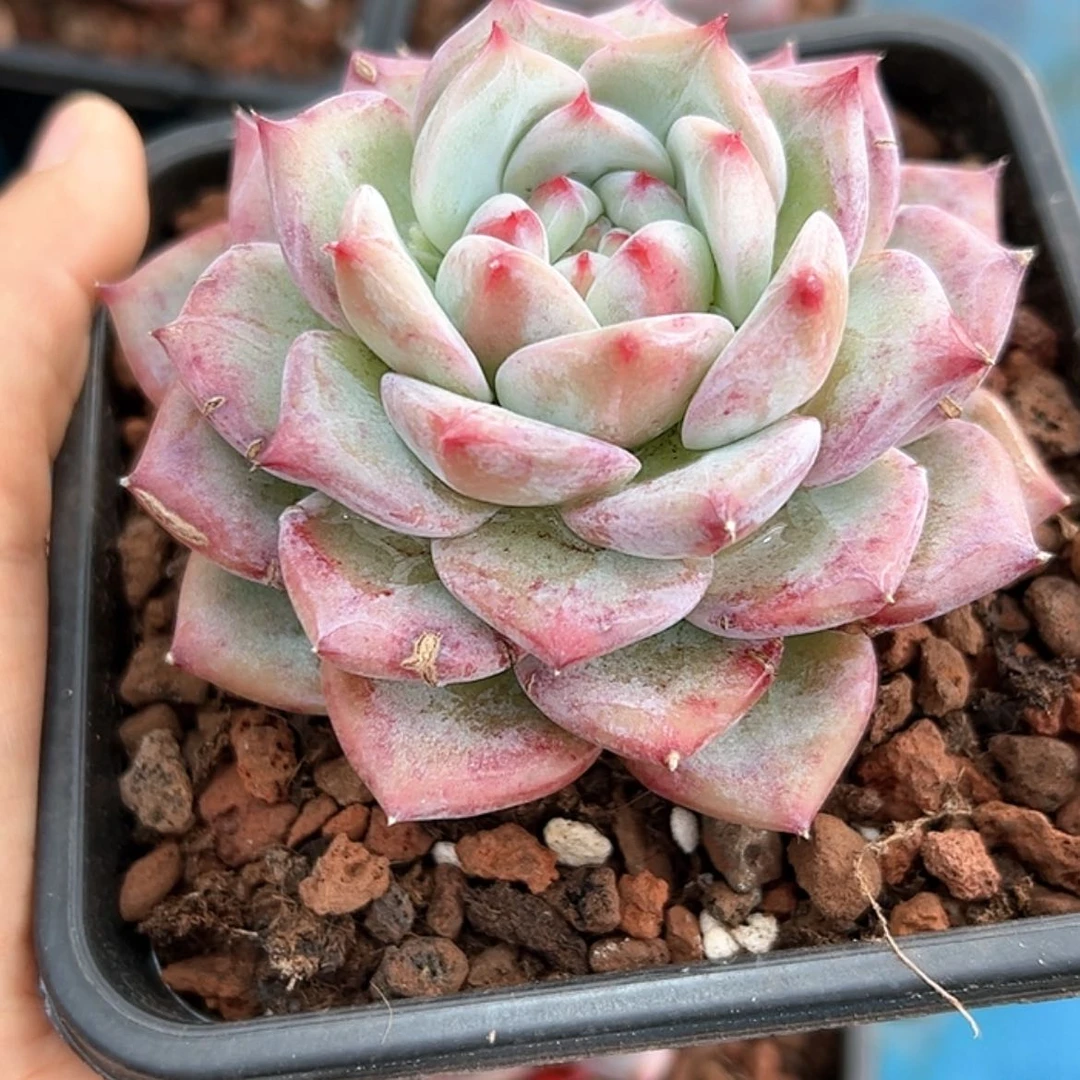 【闪购商品】白糖 多肉