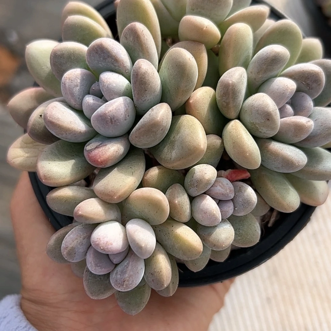【闪购商品】香芋 多肉