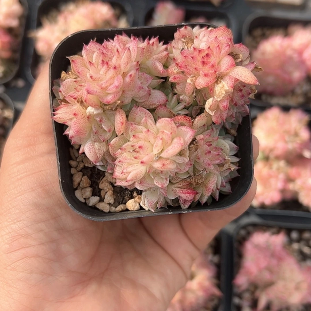 【闪购商品】香特麦秆 多肉
