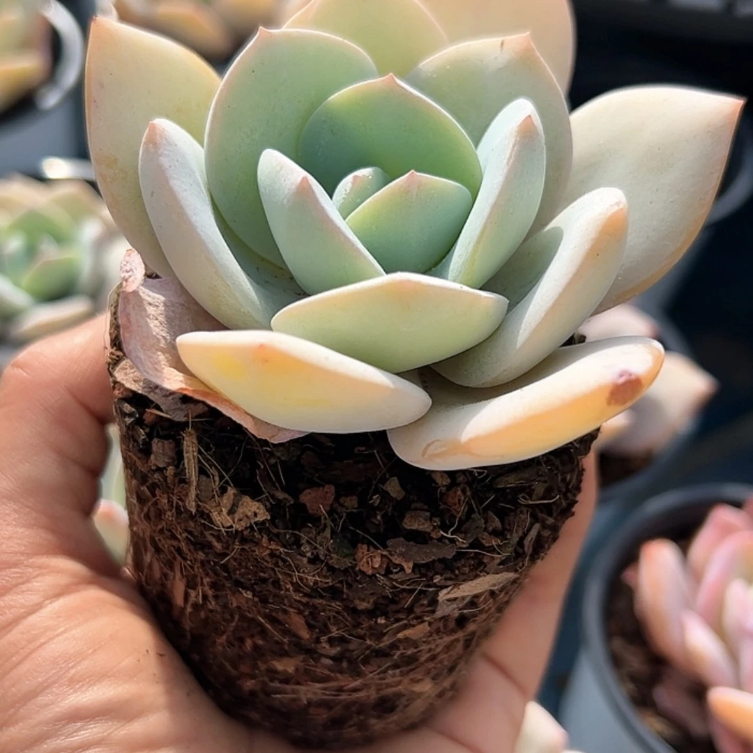 【闪购商品】抹茶多肉