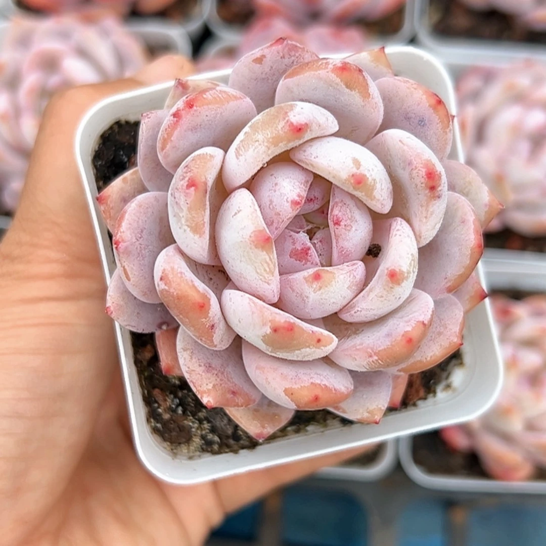 【闪购商品】冰糖橙 多肉 尾货