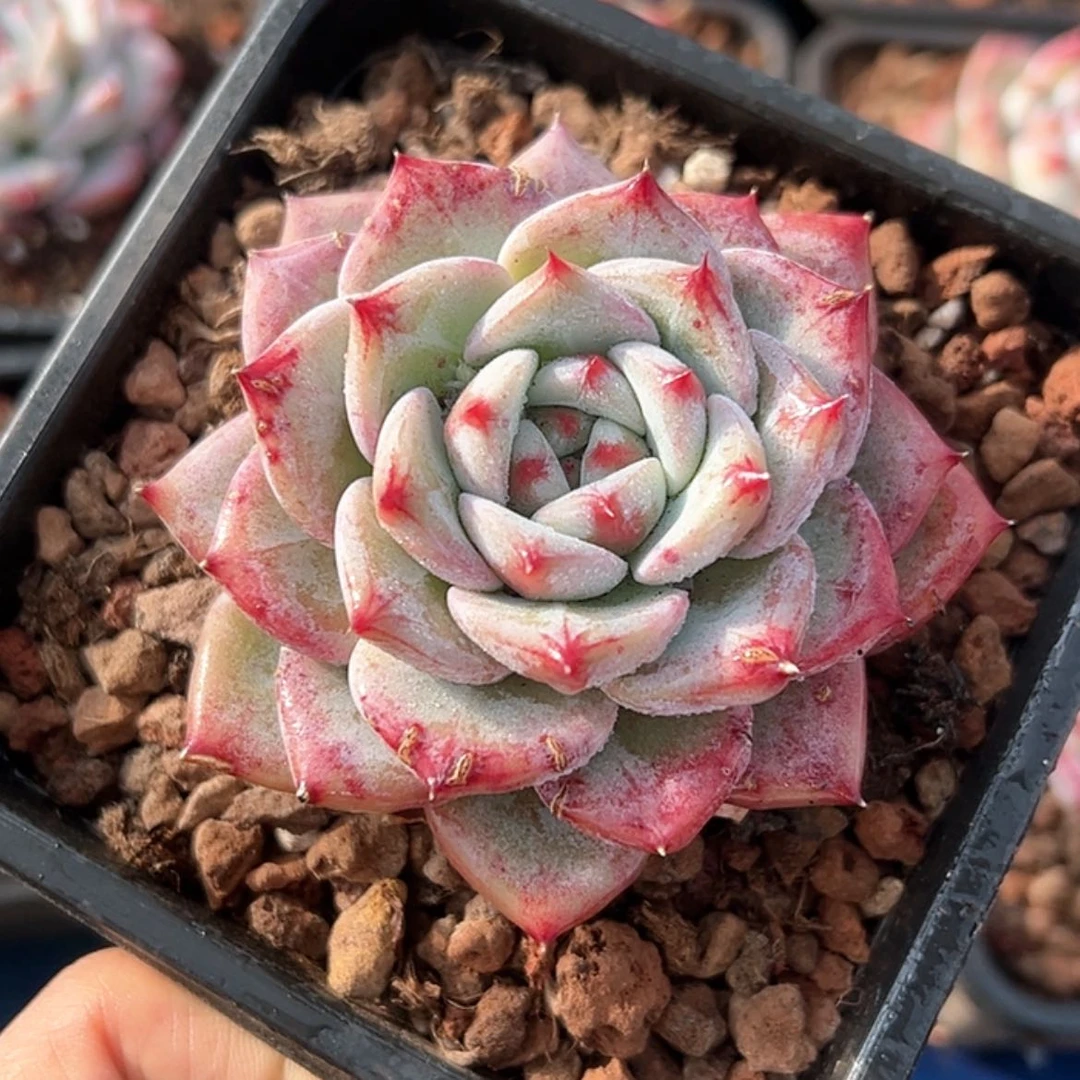 【闪购商品】白糖多肉