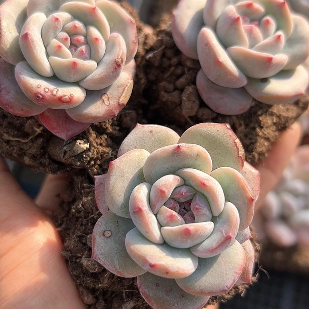 【闪购商品】星影 多肉 3颗