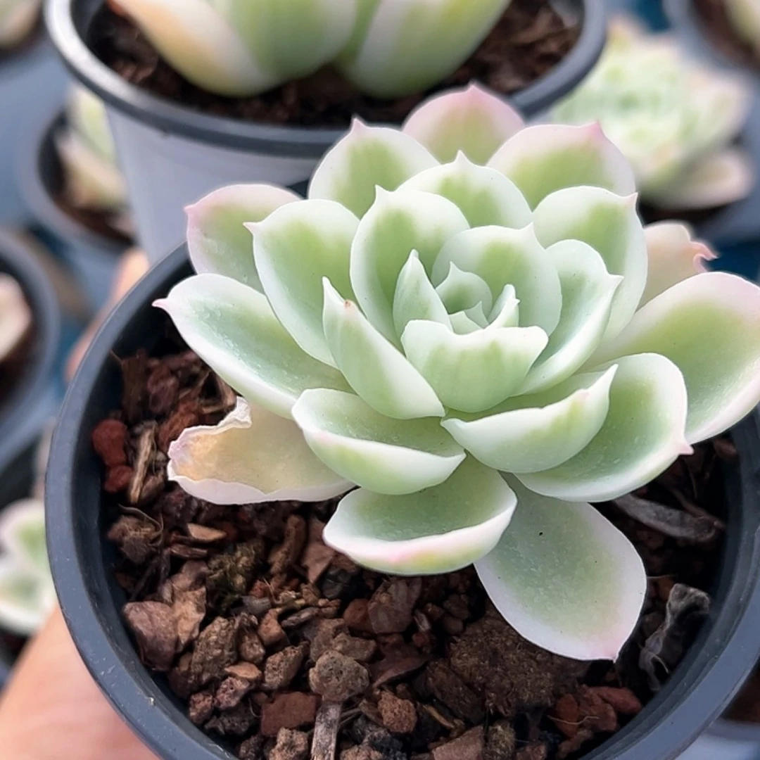 【闪购商品】柠檬玫瑰锦 多肉