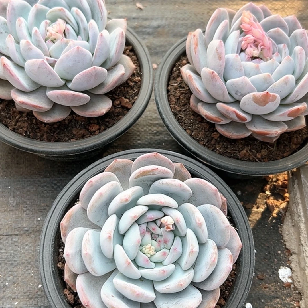 【闪购商品】橙子 3颗