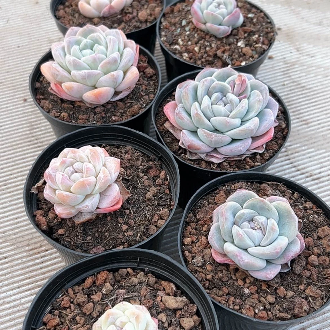 【闪购商品】8颗冰玉 多肉 混