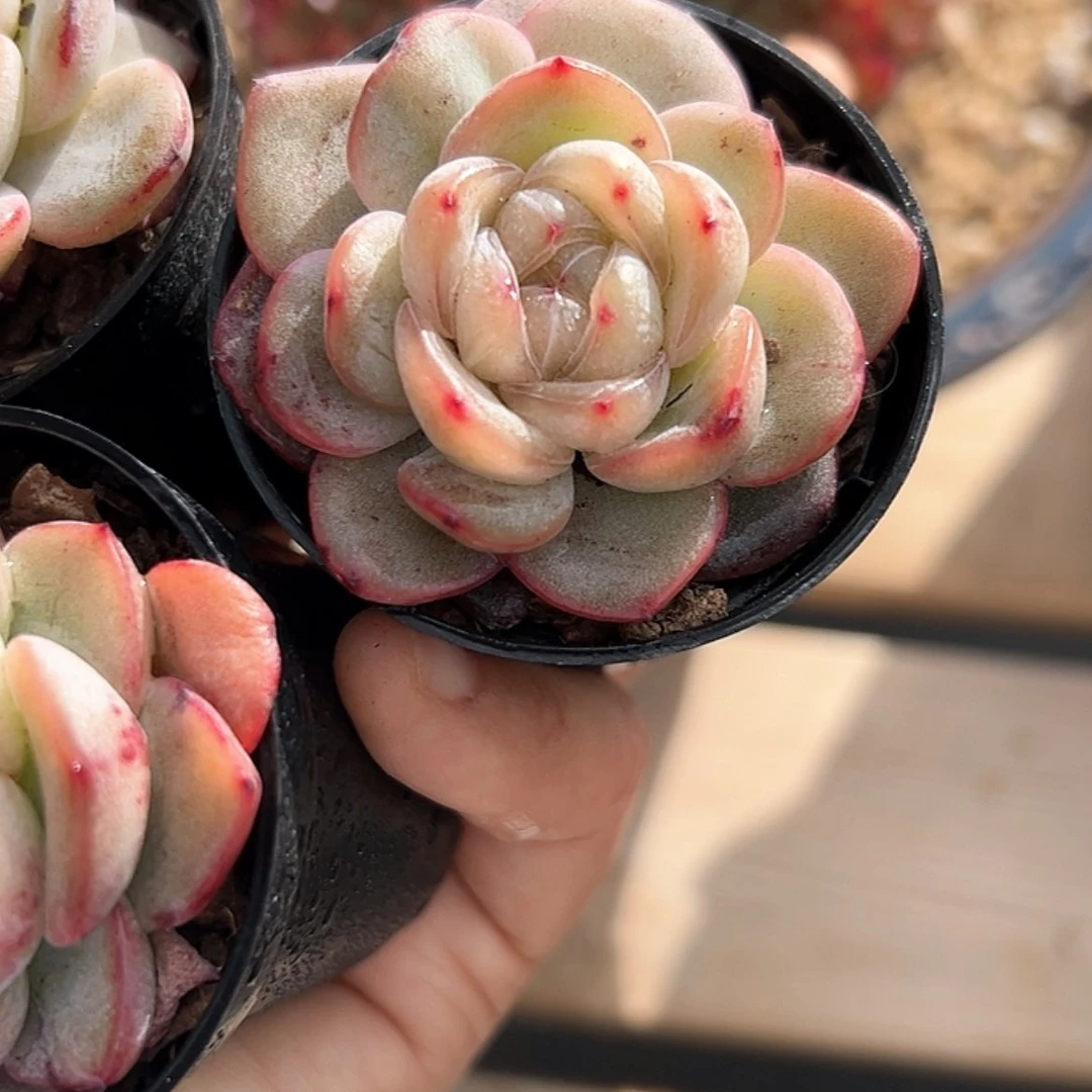 【闪购商品】星星珍妮 多肉 重逢