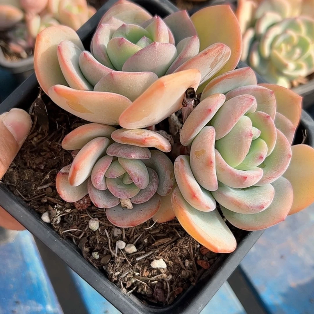 【闪购商品】白月光 多肉