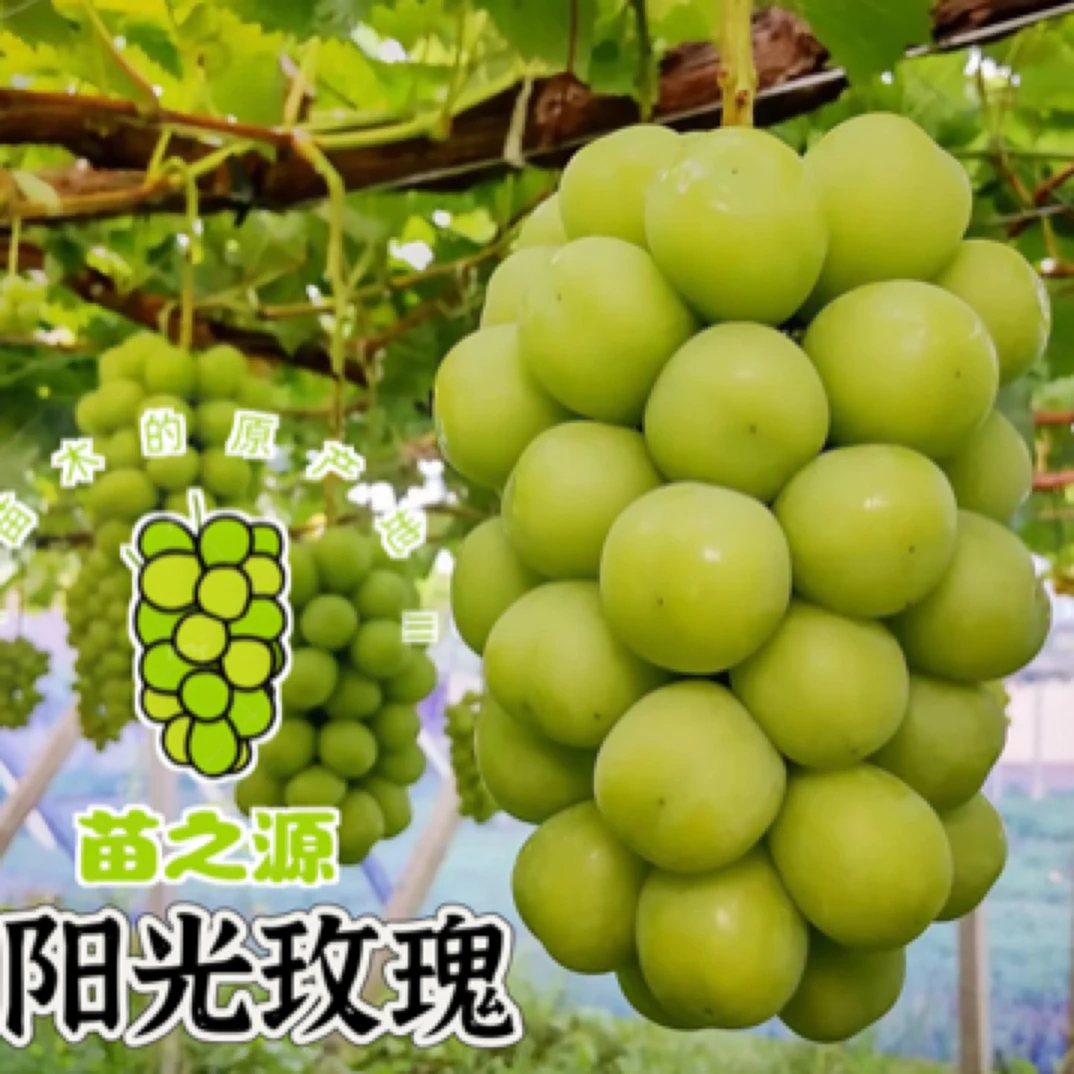 阳光玫瑰葡萄苗 贝达嫁接苗