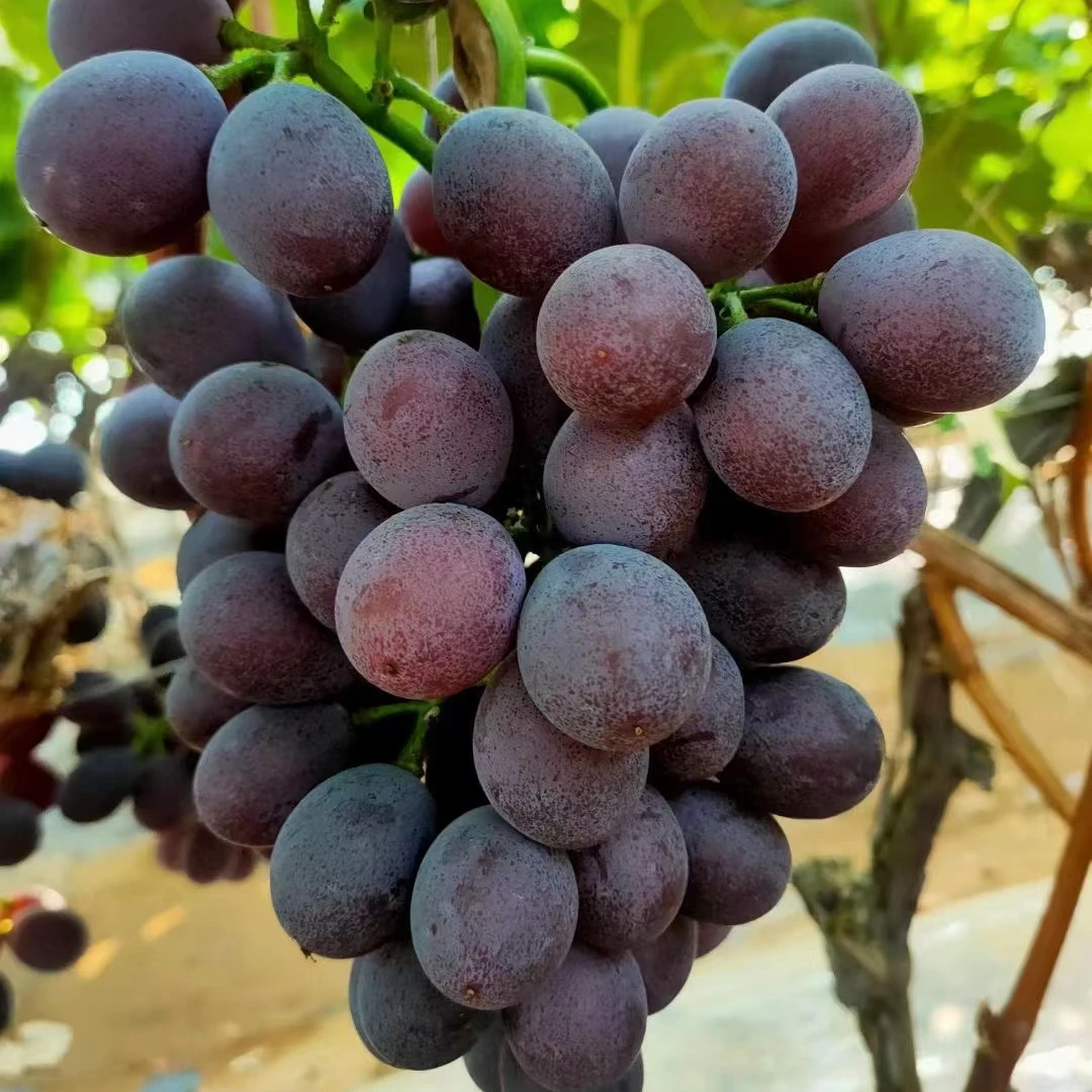 中熟 辽峰葡萄苗（扦插苗）香味浓郁 产量高 抗病 (3件包邮)