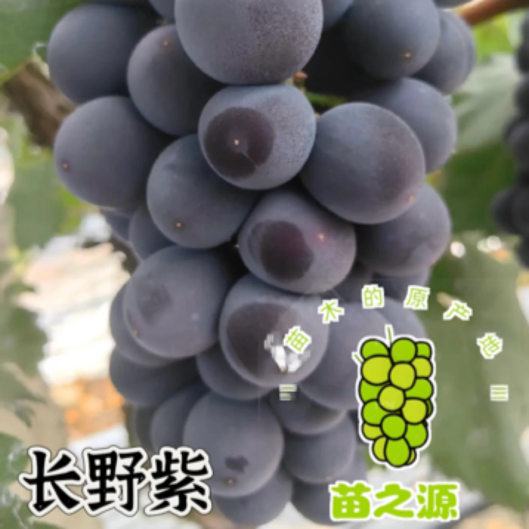 晚熟 长野紫葡萄苗，自然无核，草莓香味（3件包邮）
