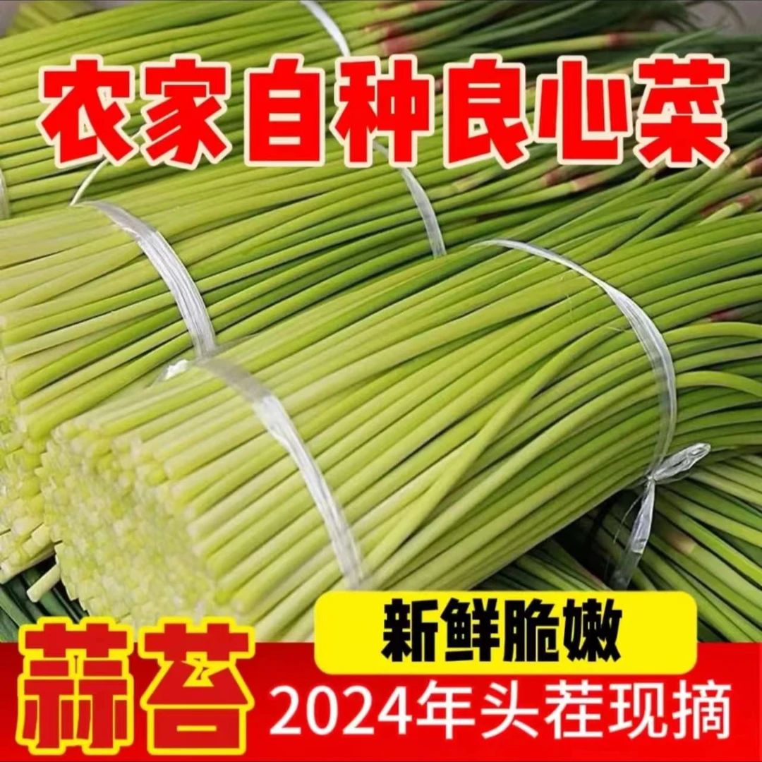 （24年新鲜蒜苔）河南开封新鲜农家种植红帽蒜苔健康营养不泡药脆嫩