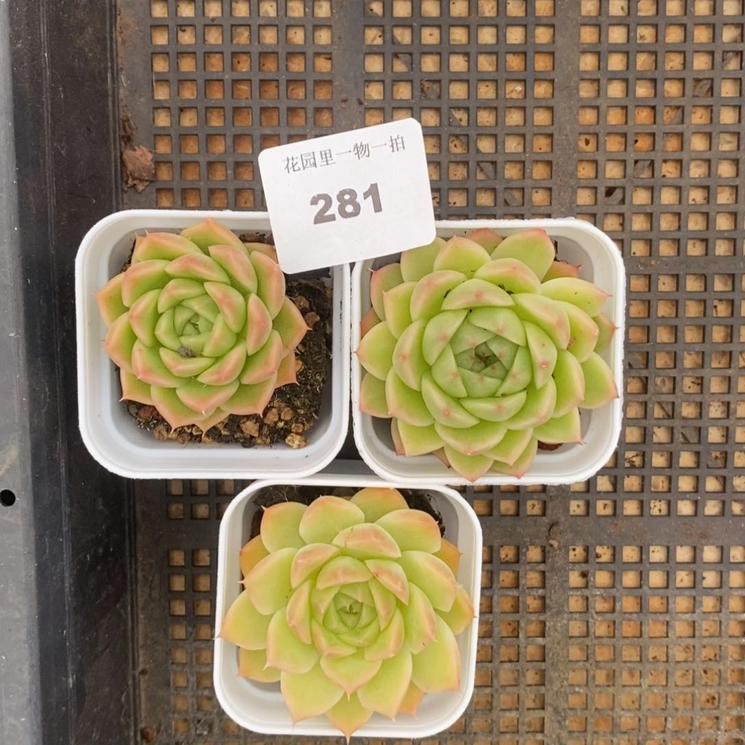 脱土发货 不包整 281