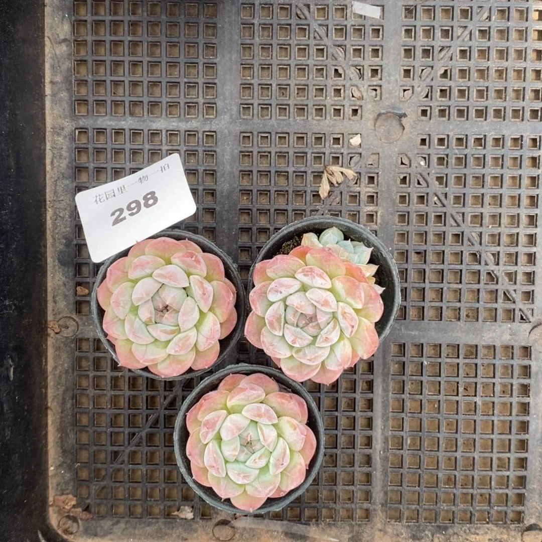 脱土发货 不包整 298