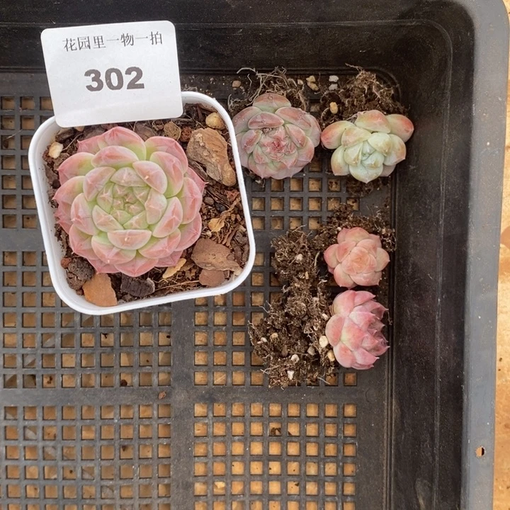脱土发货 不包整 302 不售后