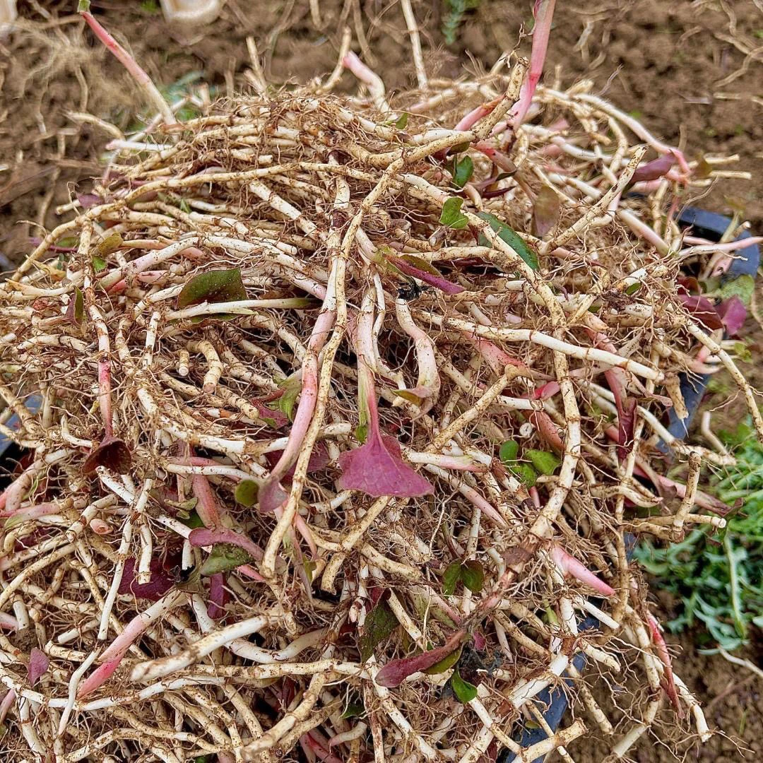 硒都恩施高山种植脆嫩凉拌菜3斤包邮