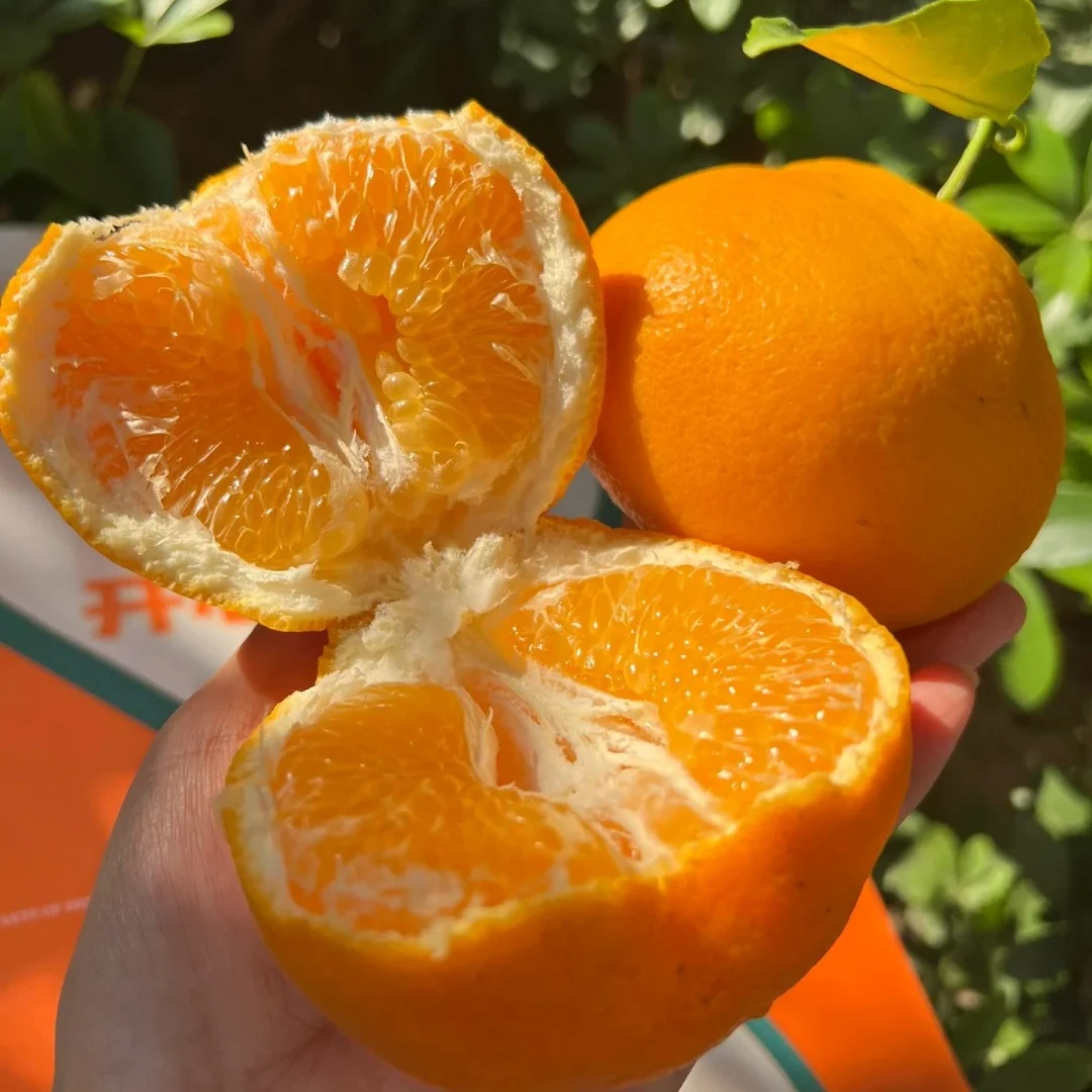 春见耙耙柑新鲜香甜基地直发清甜甜蜜果粒爽口多汁粑粑皮薄特大果