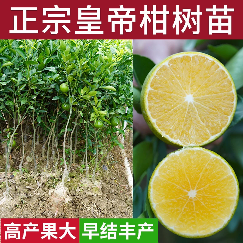 皇帝柑橘子水果树苗贡柑嫁接桔子盆地栽庭院南北方种植沙糖桔子苗