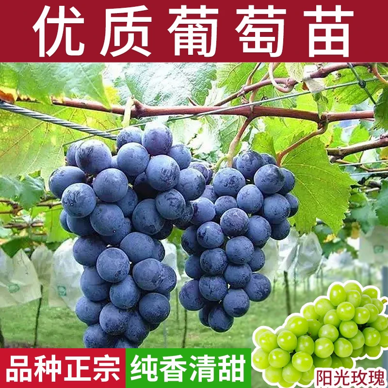 大型阳光玫瑰巨峰夏黑特大葡萄正宗品种庭院南北方种植爬藤盆栽