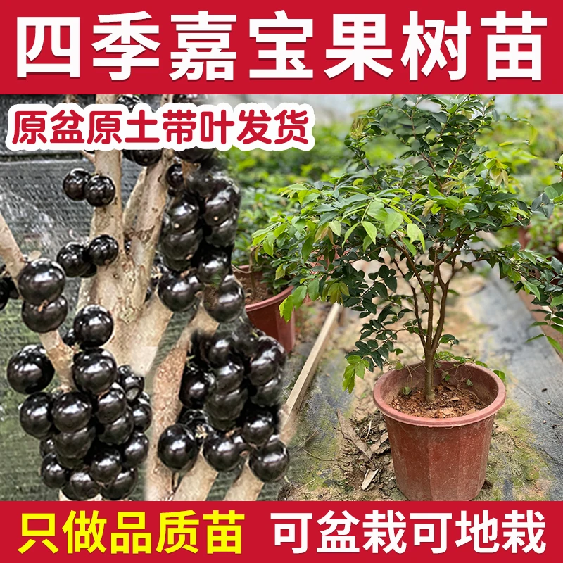 嘉宝果树苗树葡萄沙巴红妃艾斯卡南方种植四季绿化庭院盆栽南方种