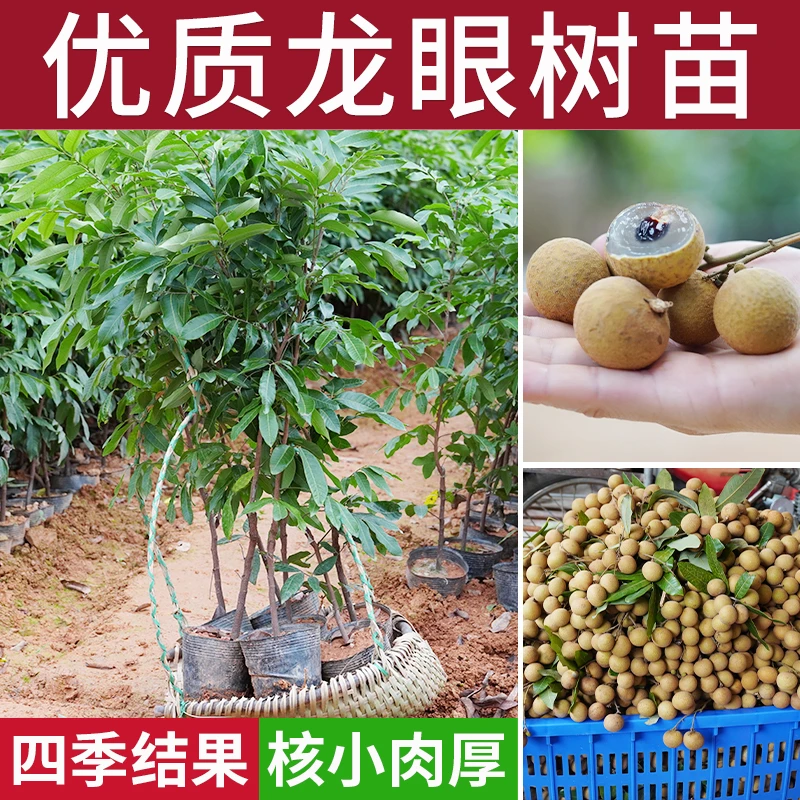 龙眼大树苗广西嫁接石硖储良四季当年带果盆栽南方种植桂圆树果苗