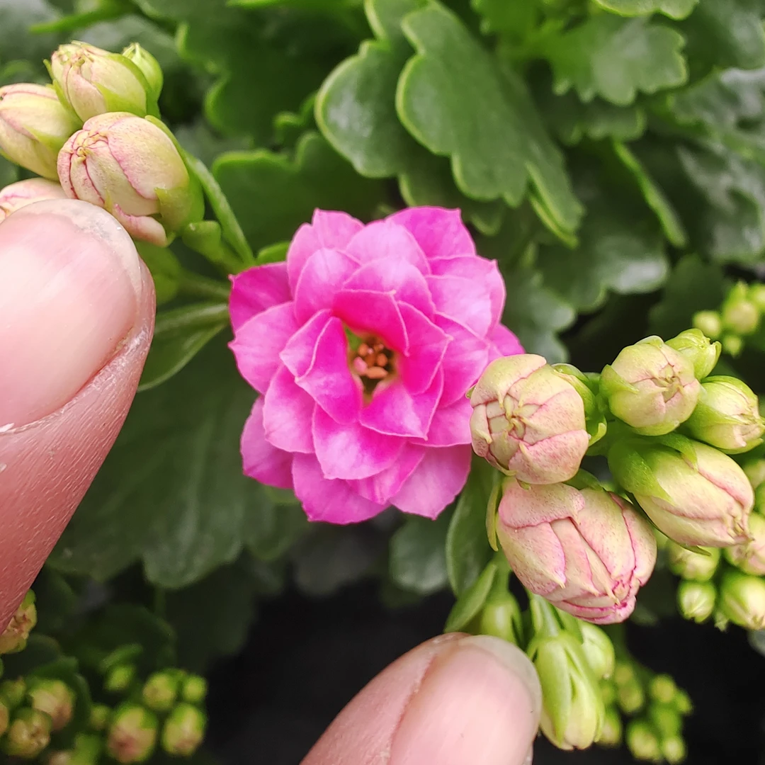 【自由女神】重瓣品种130盆长痩花【含盆高度24厘米左右】带花苞发货