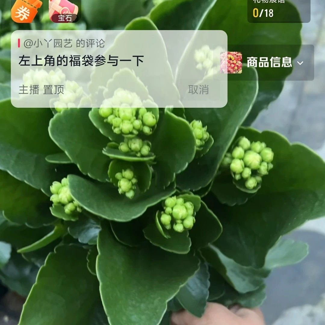 【白狐】大花重瓣品种120盆长痩花【含盆高度23厘米左右】花苞生