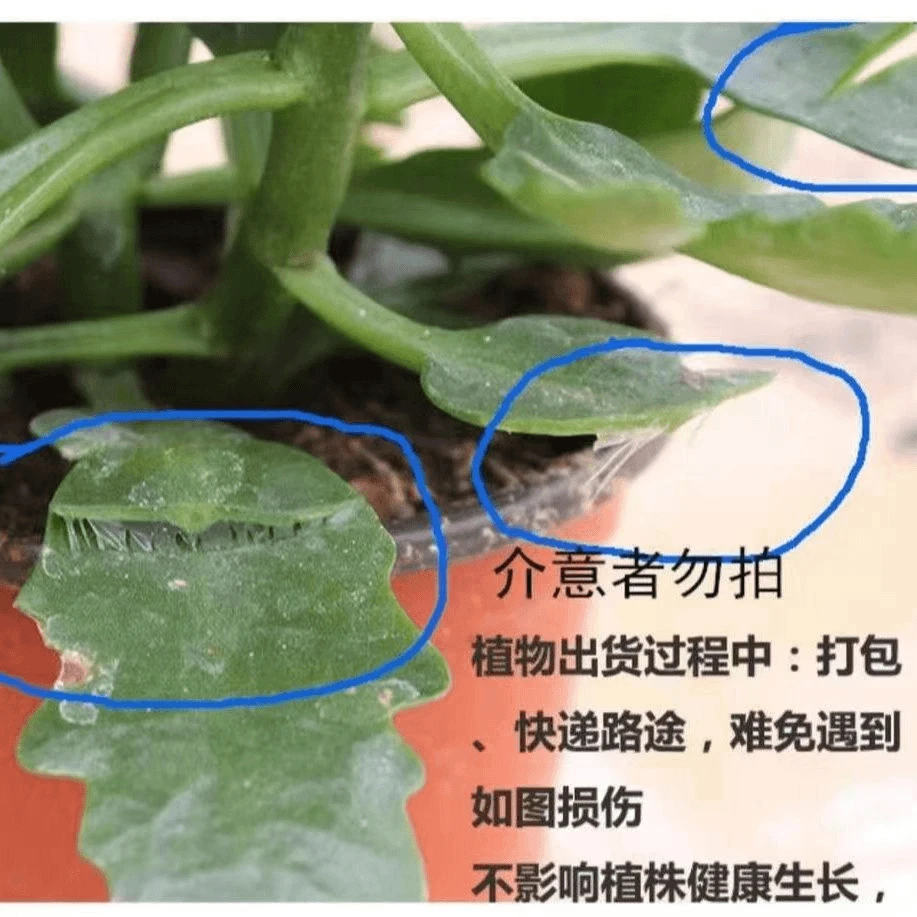 【古董玫瑰】品种重瓣大花130盆长寿花