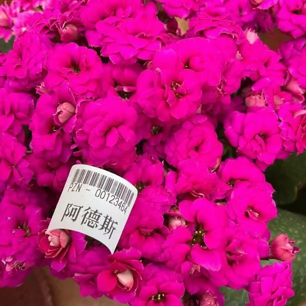 【紫玫瑰/阿德斯】品种重瓣长寿花120盆