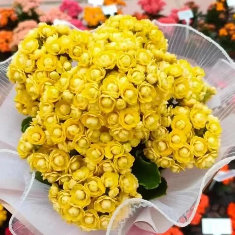 【艾米粒】品种130盆长痩花