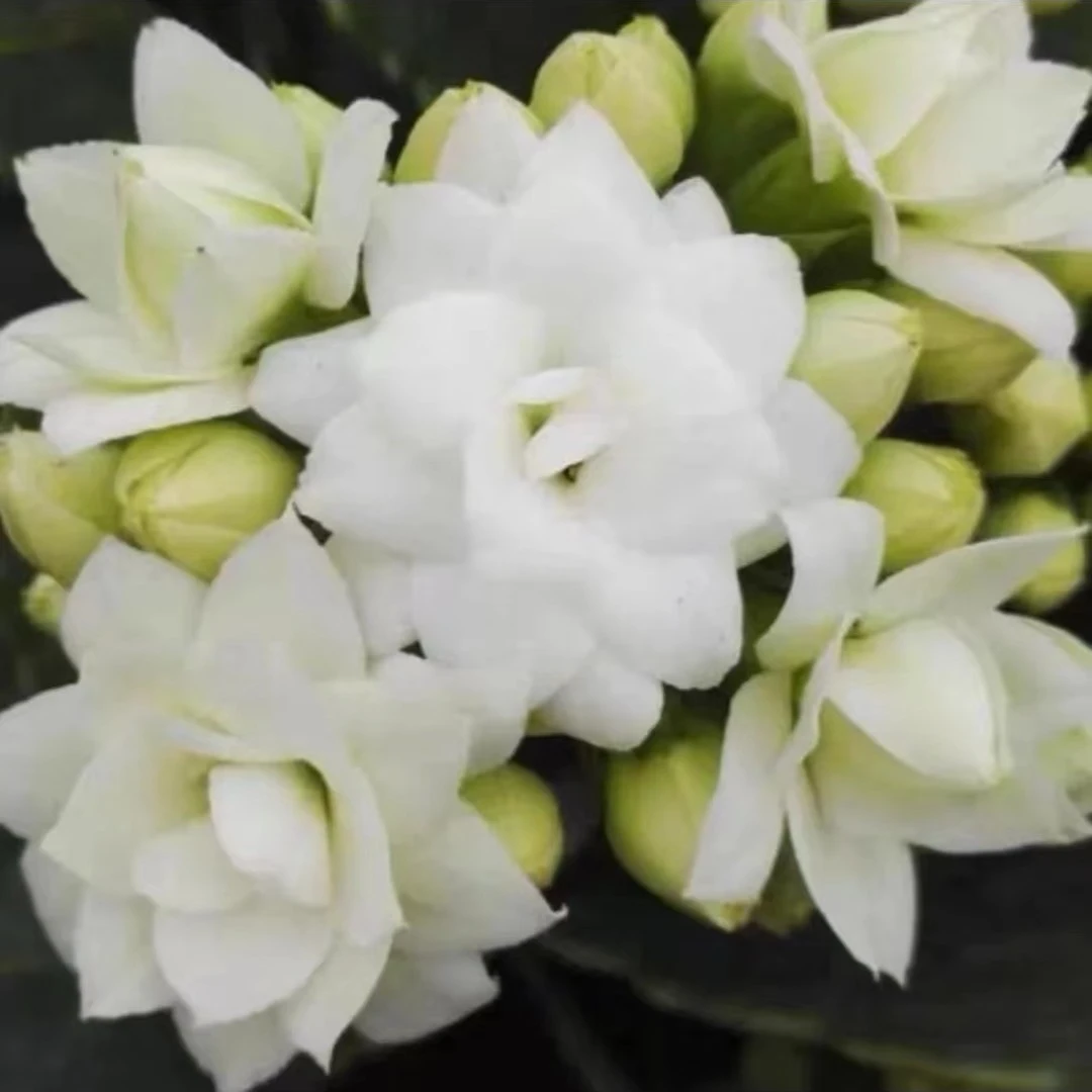 【格雷塔】品种长瘦花重瓣120盆【含盆高度23厘米左右】带花苞