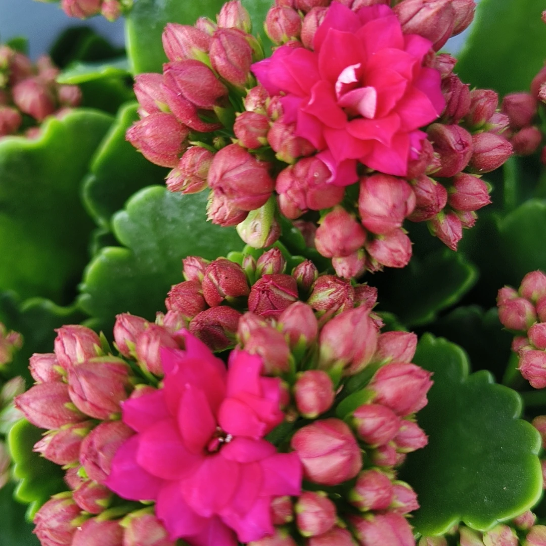 （芭比朵）130盆客厅阳台卧室盆栽温雅清新美观盆栽懒人花卉。