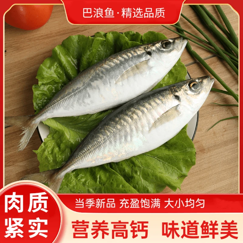 【鲜活速冻 营养高钙】新鲜巴浪鱼海鲜水产肉质细嫩鲜美肉厚刺少