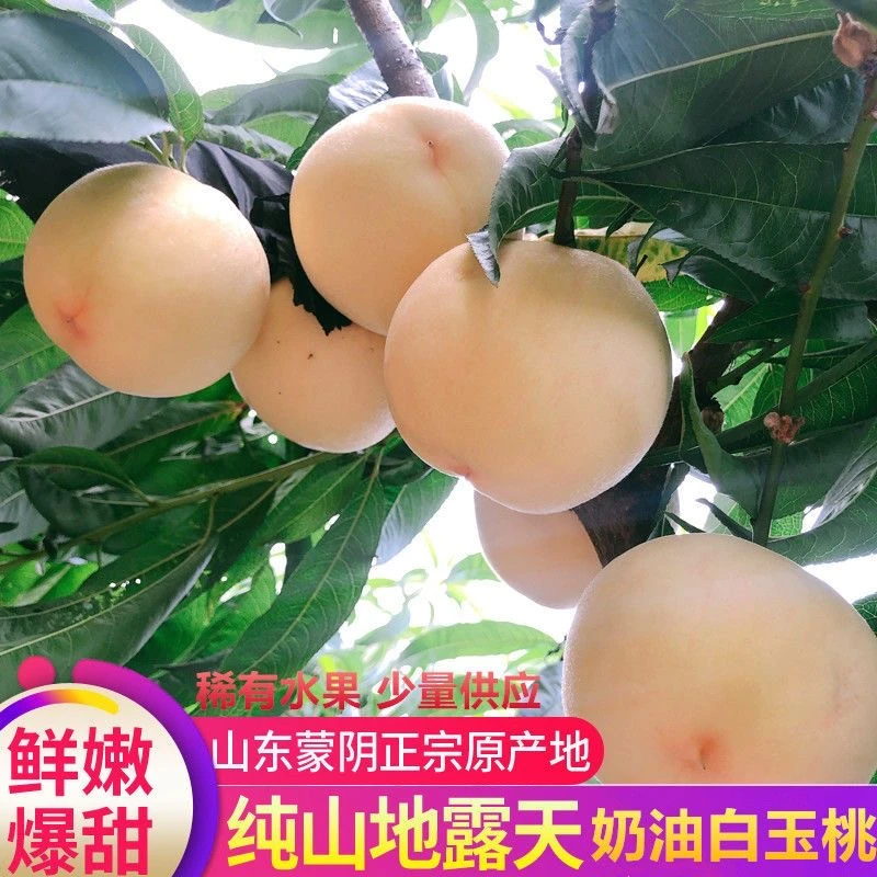 【稀有奶油桃 脆甜多汁】正宗蒙阴奶油大白桃新鲜现摘精选大果脆甜