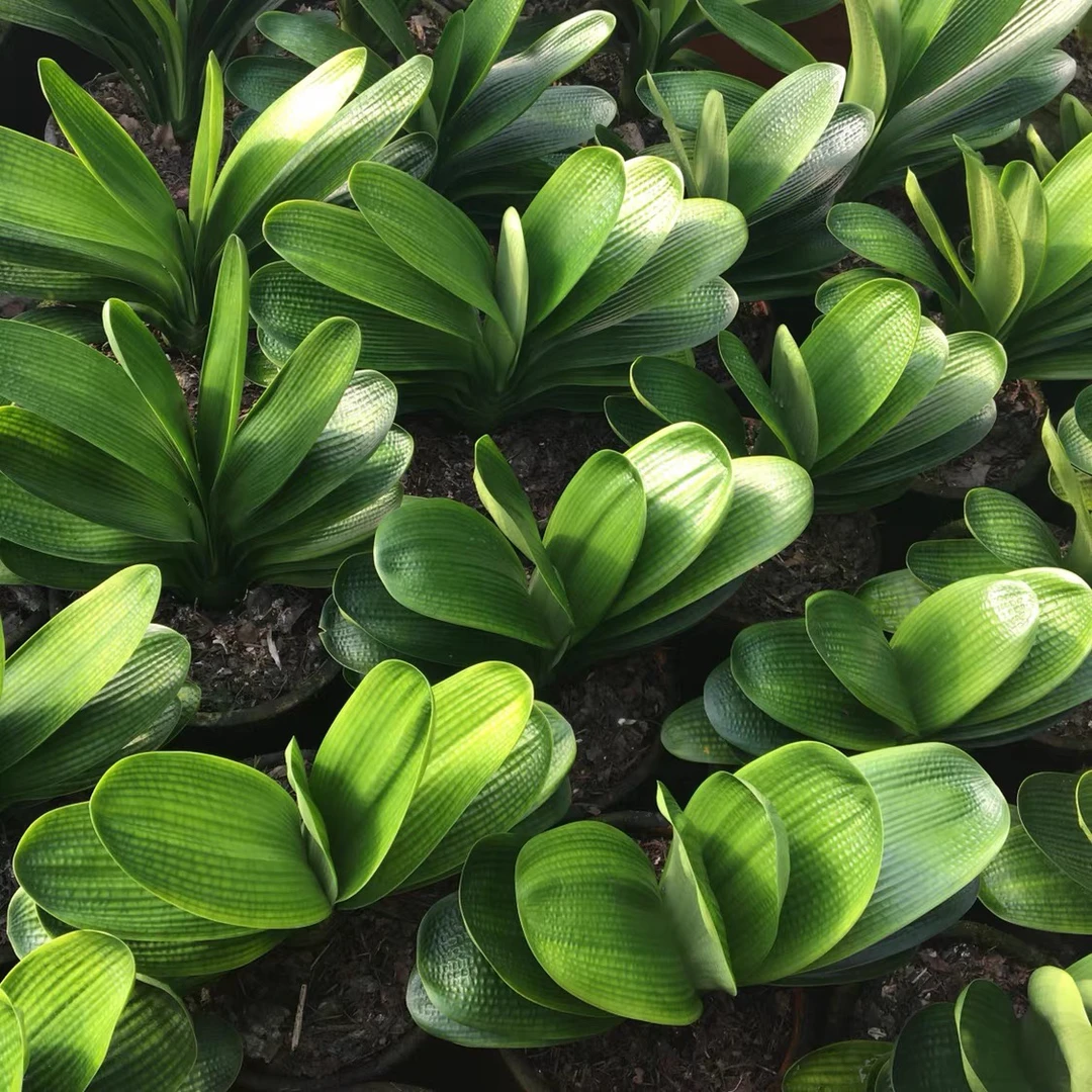 二到五年生君子兰