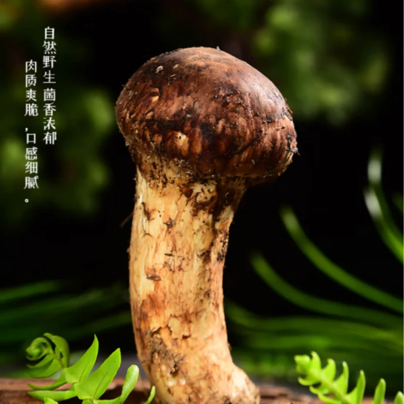 香格里拉松茸1KG(9-12cm) 高端食材 7月必尝美味