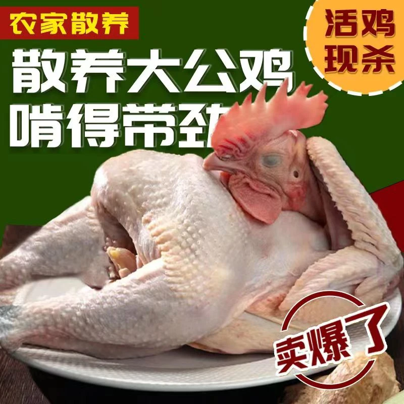 东北溜达公鸡4斤左右带心肝不带鸡胗