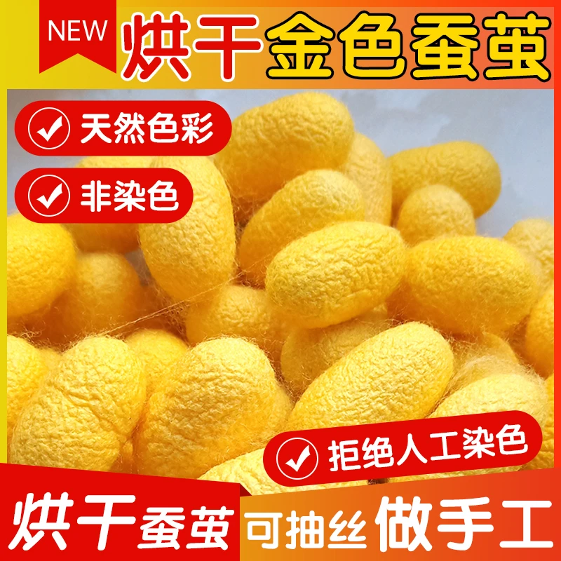 烘干金色蚕茧本色无染色！金色蚕茧壳手工抽丝彩绘展示团扇金蚕茧