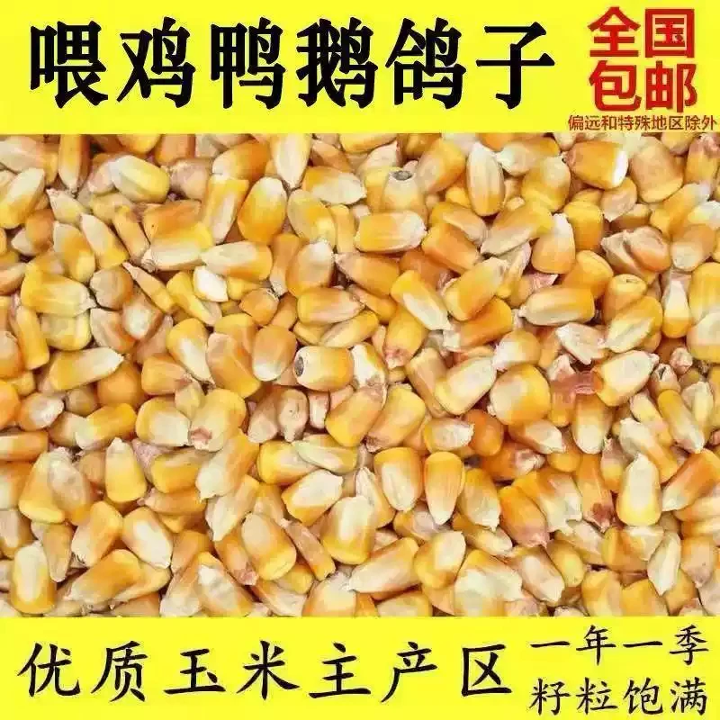 河南农家玉米粒晒干玉米鸡鸭饲料喂鸡鸽子家禽钓鱼打窝玉米粒批发