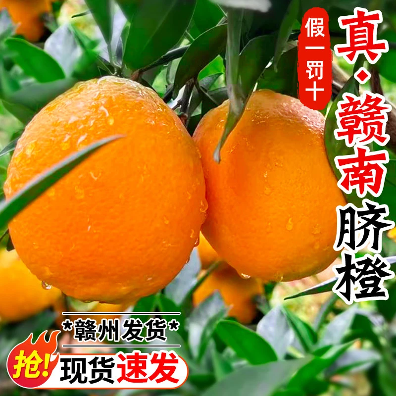 【新鲜现货】正宗赣南脐橙新鲜橙子应季水果果园直发超甜手剥橙