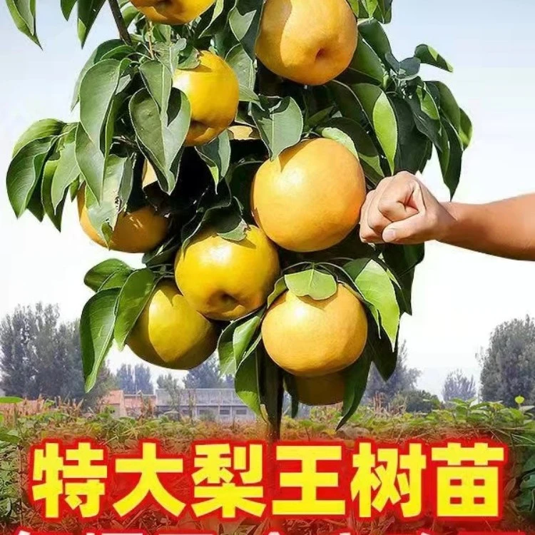 立始梨树果苗黄金梨秋月梨早酥红梨南北方种植嫁接梨树苗当年结果