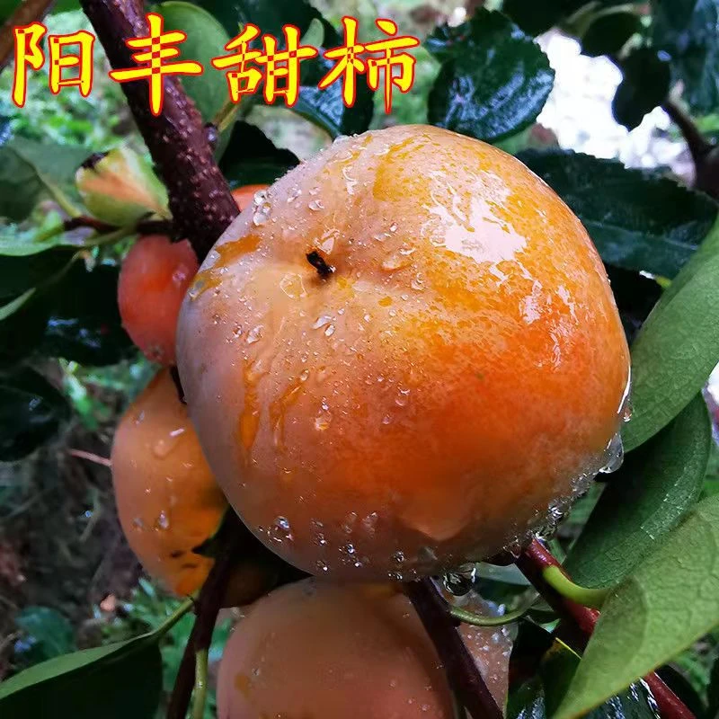 曲迪脆甜柿子优质嫁接柿子树南北方种植耐寒耐旱地栽庭院当年结果