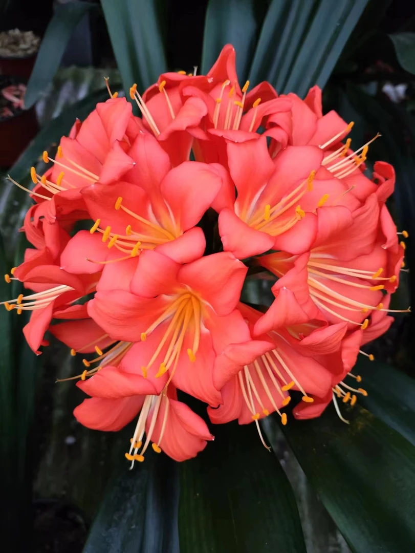 君子兰室内阳台卧室长春君子兰