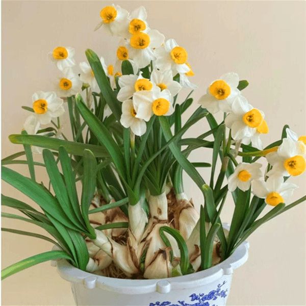 水仙花种球浓香型室内阳台盆栽水培植物高档年宵花卉水养好活漳州