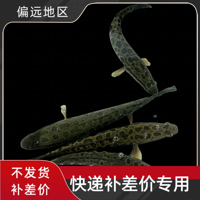 宠物活体黑鱼乌鳢纯天然