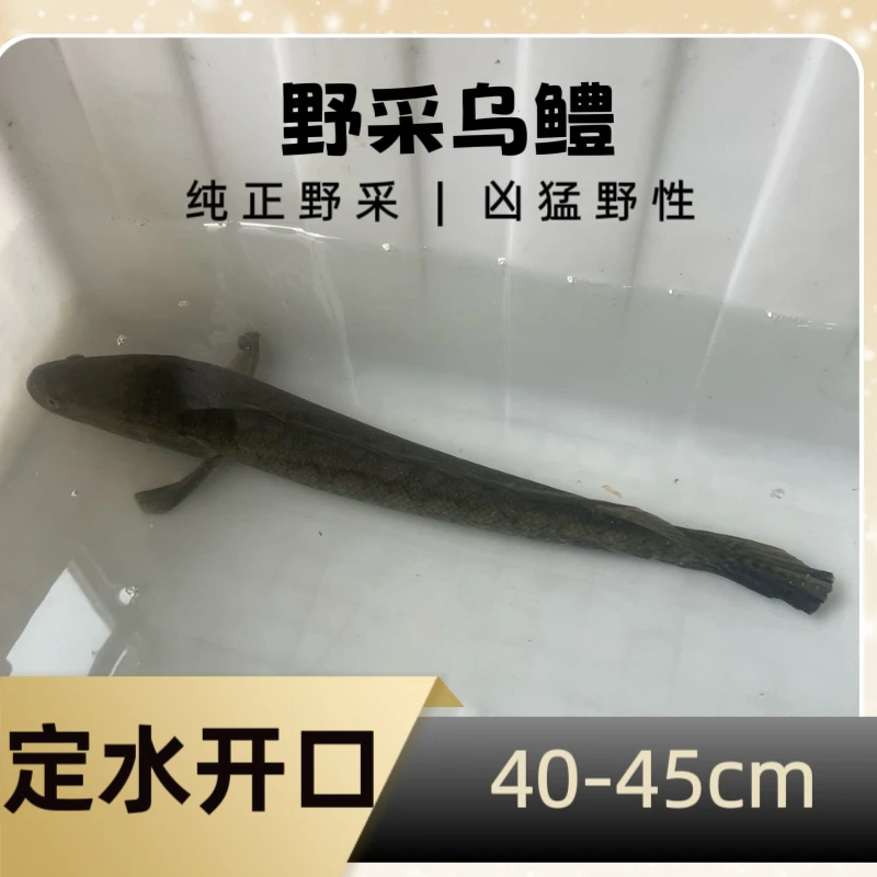 乌鳢黑鱼发财鱼原生鱼野生鱼孝鱼冷水鱼观赏鱼淡水鱼野采凶猛天然