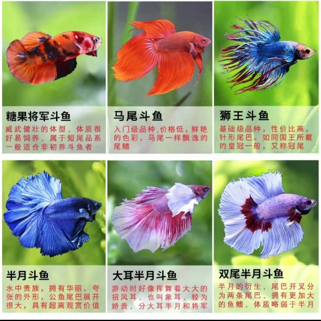 泰国斗鱼观赏鱼 书房摆件品系将军公，将军 半月 狮王