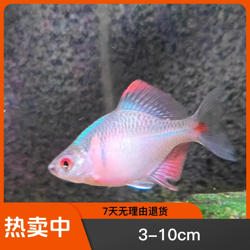 彩石  高体鳑鲏 观赏冷水鱼 溪流鱼观赏鱼耐活小型淡水鱼
